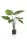 Cserepes Alocasia/selyem/ 70 cm, fekete kaspóban