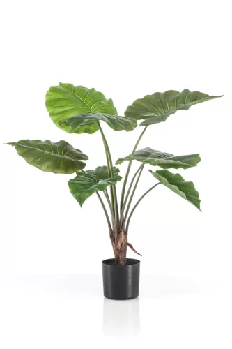 Cserepes Alocasia/selyem/ 70 cm, fekete kaspóban