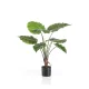 Cserepes Alocasia/selyem/ 70 cm, fekete kaspóban