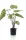 Élethű cserepes Caladium zöld/sárga 60cm