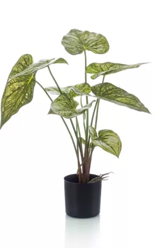Élethű cserepes Caladium zöld/sárga 60cm