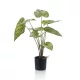 Élethű cserepes Caladium zöld/sárga 60cm