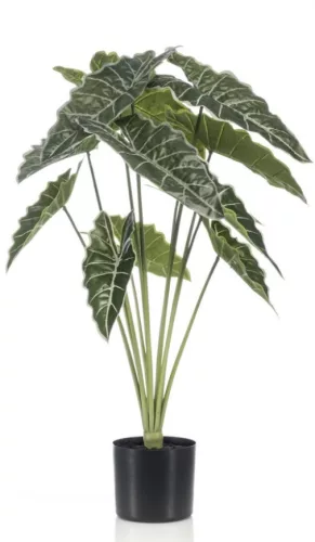 Élethű cserepes Caladium zöld/fehér 60cm