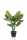 Élethű Calathea orbifolia 70cm