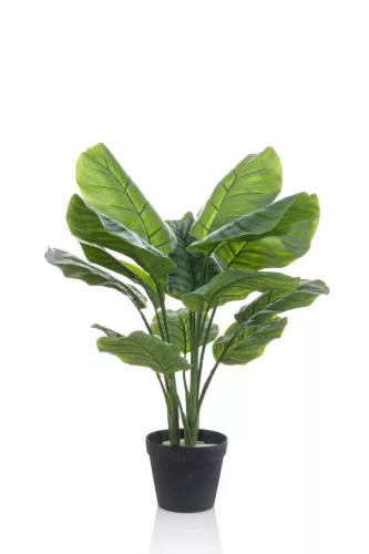 Élethű Calathea orbifolia 70cm
