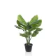 Élethű Calathea orbifolia 70cm