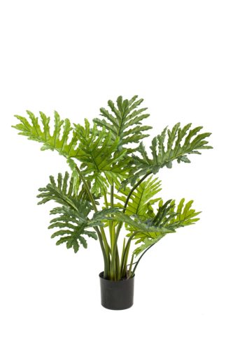 Élethű Philodendron selloum, 80cm 9 ágas