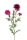 Élethű szálas búzavirág fuchsia színű 100cm
