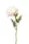 Élethű szálas peonia fehér 56cm