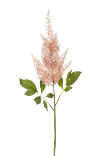 Élethű szálas Astilbe  barack  65cm