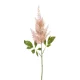 Élethű szálas Astilbe  barack  65cm