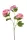 Élethű viburnum (bangita) szálas 3 ágú rózsaszín 82cm