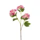 Élethű viburnum (bangita) szálas 3 ágú rózsaszín 82cm