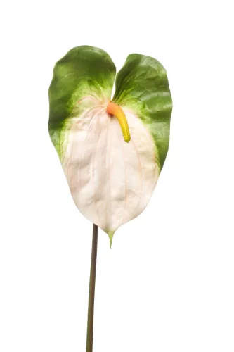 Élethű szálas flamingó krém/zöld 70cm