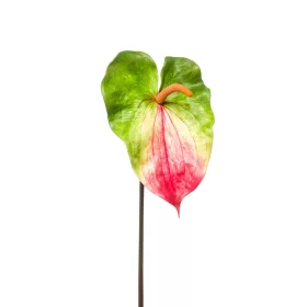 Élethű szálas flamingó zöld/fuchsia 70cm