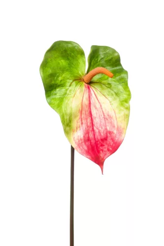Élethű szálas flamingó zöld/fuchsia 70cm