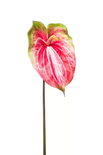 Élethű szálas flamingó fuchsia 70cm