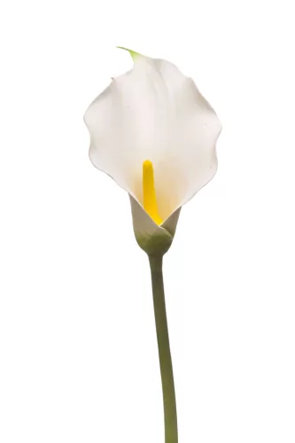Élethű szálas calla 83 cm - fehér