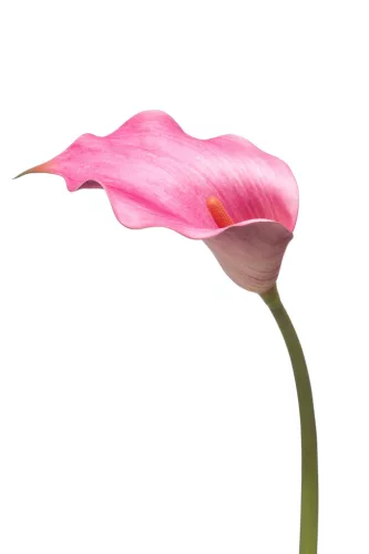Élethű szálas calla 83 cm - fuchsia