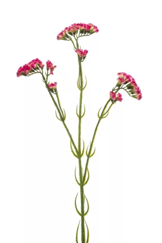 Élethű szálas statice beauty 62cm