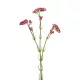 Élethű szálas statice beauty 62cm