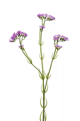 Élethű szálas statice lila 62cm