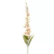 Élethű campanula barack 96cm