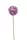 Élethű díszhagyma lila 60cm (allium)