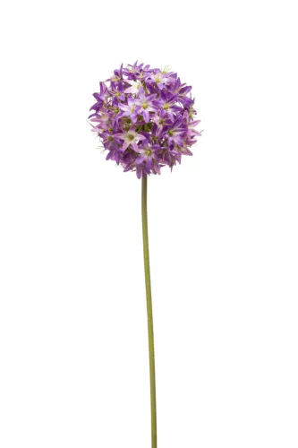 Élethű díszhagyma lila 60cm (allium)