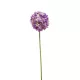 Élethű díszhagyma lila 60cm (allium)