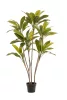 Élethű cserepes cordyline dekorfa 7 száras 160 cm