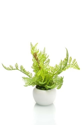 Élethű páfrány fehéres 19cm