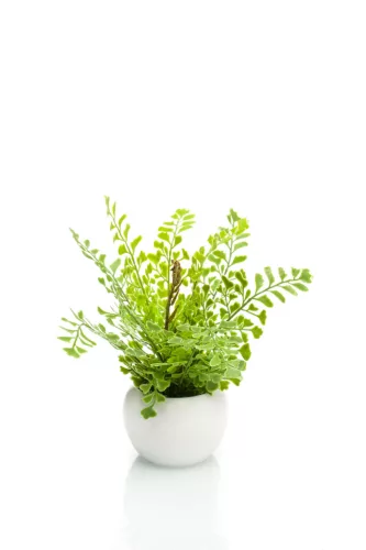 Élethű fehér páfrány 18cm