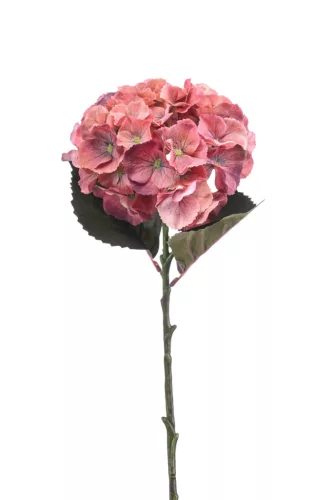 Élethű hortenzia narancssárga 50 cm