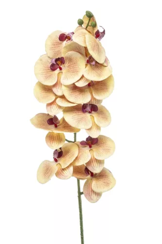 Élethű szálas phalaenopsis(orchidea) 100cm 11 virággal - sárga/fuschia