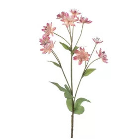 Élethű Astrantia 70 cm rózsaszín