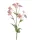Élethű Astrantia 70 cm rózsaszín