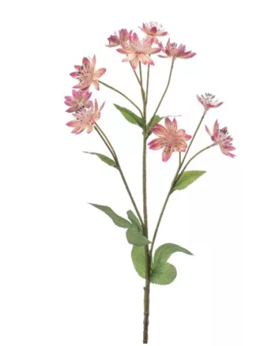 Élethű Astrantia 70 cm rózsaszín