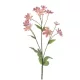 Élethű Astrantia 70 cm rózsaszín