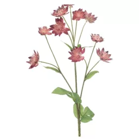 Élethű Astrantia 70 cm sötét rózsaszín