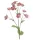Élethű Astrantia 70 cm sötét rózsaszín