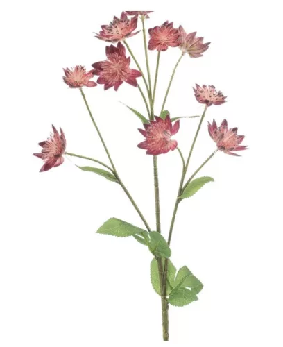 Élethű Astrantia 70 cm sötét rózsaszín
