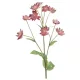Élethű Astrantia 70 cm sötét rózsaszín
