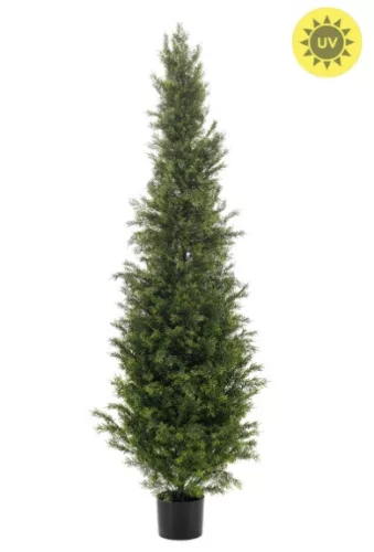 Élethű cédrus UV 150 cm