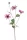 Élethű szálas őszirózsa 82cm -pink