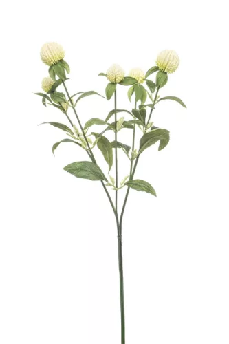 Élethű bíborka 64cm - krém