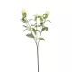 Élethű bíborka 64cm - krém