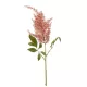 Élethű astilbe (tollbuga) ág korall 70 cm