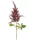 Élethű astilbe (tollbuga) ág bordó 70 cm