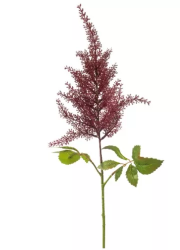 Élethű astilbe (tollbuga) ág bordó 70 cm
